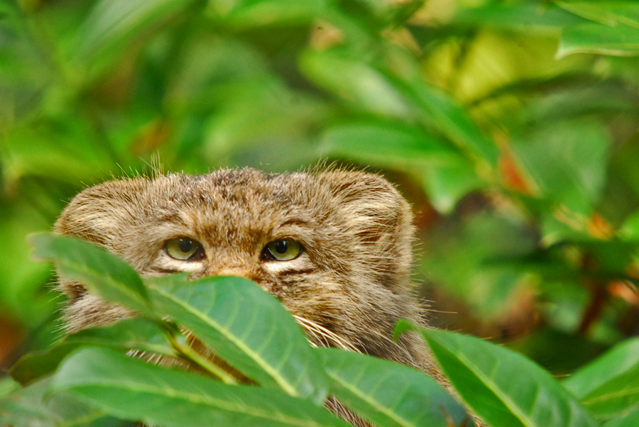 pallas cat