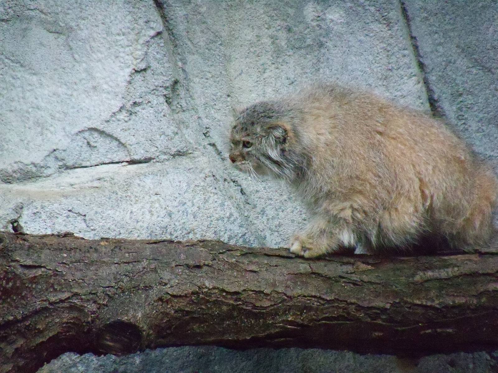Pallas Cat