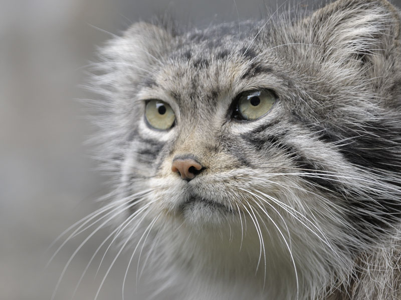 Pallas' cat