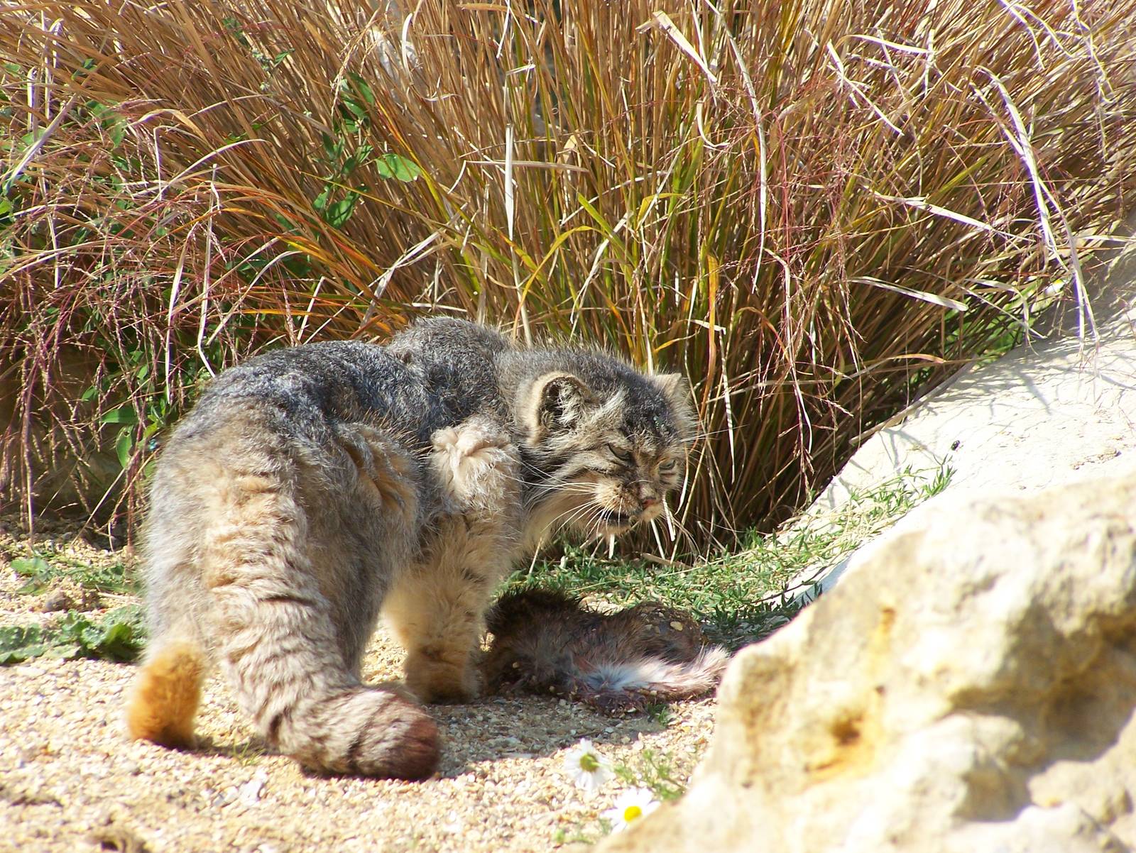 Pallas cat