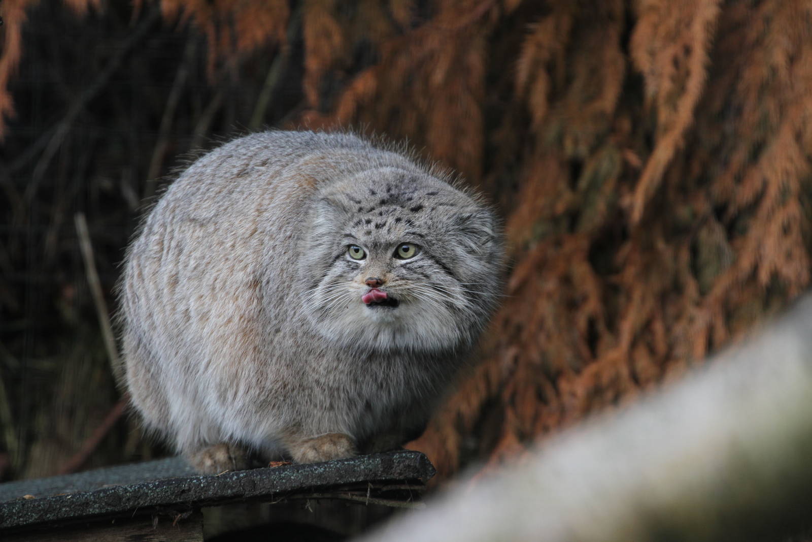 Pallas Cat