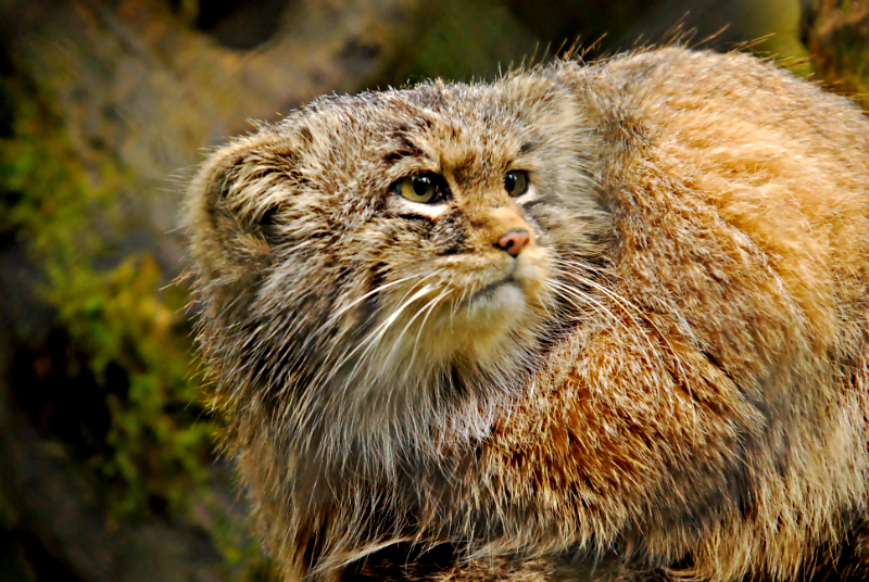 pallas cat