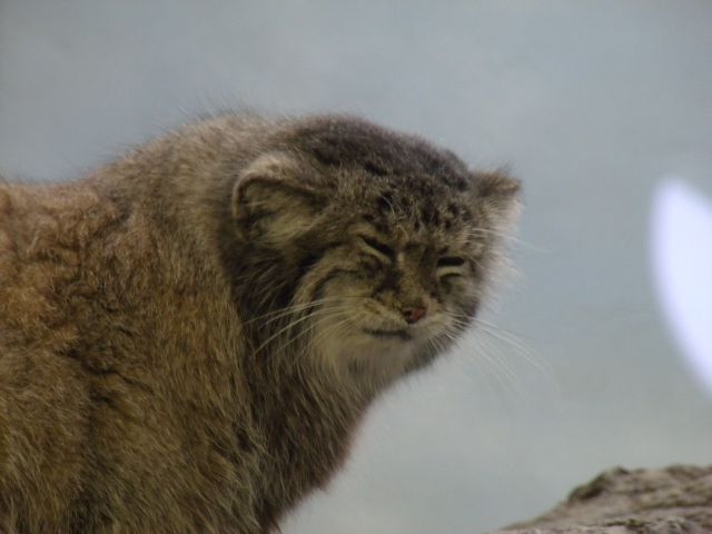 Pallas' Cat