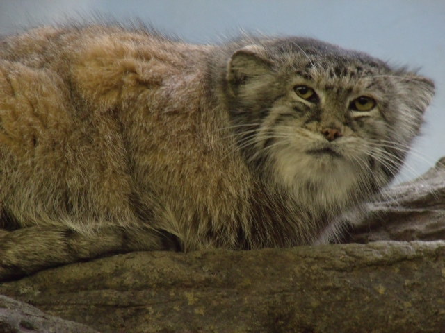 Pallas' Cat