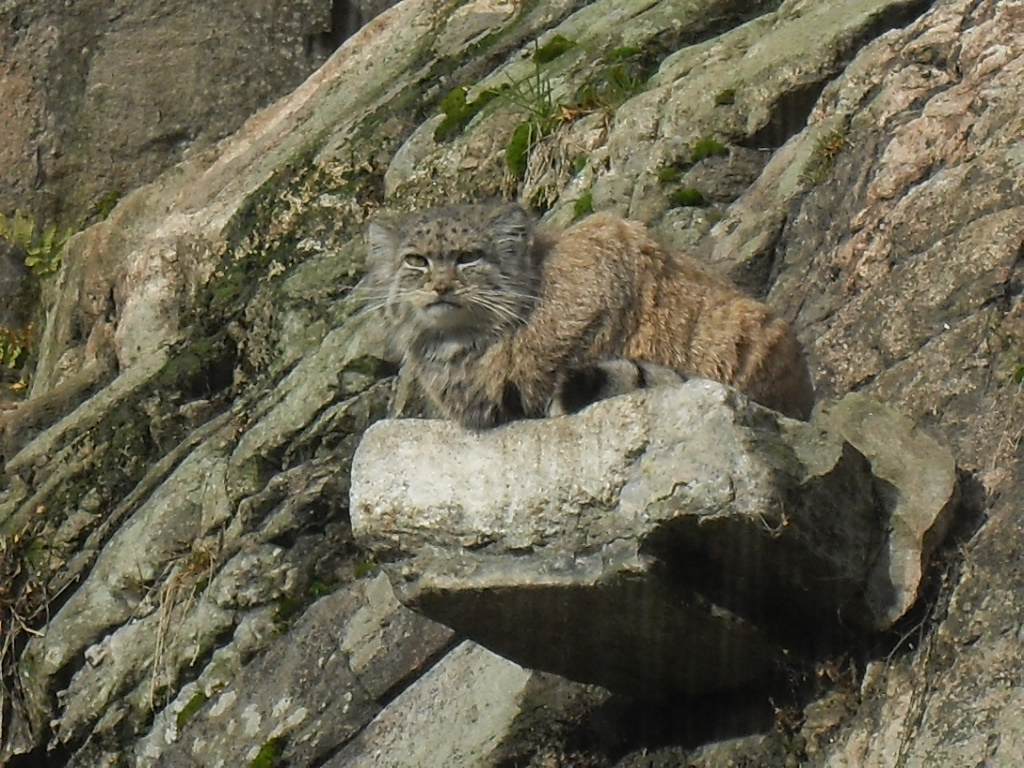 Pallas cat