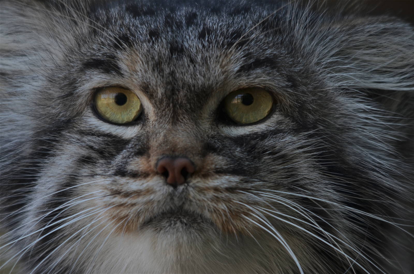 Pallas Cat