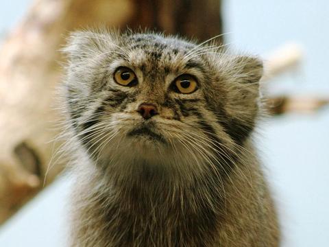 Pallas' Cat