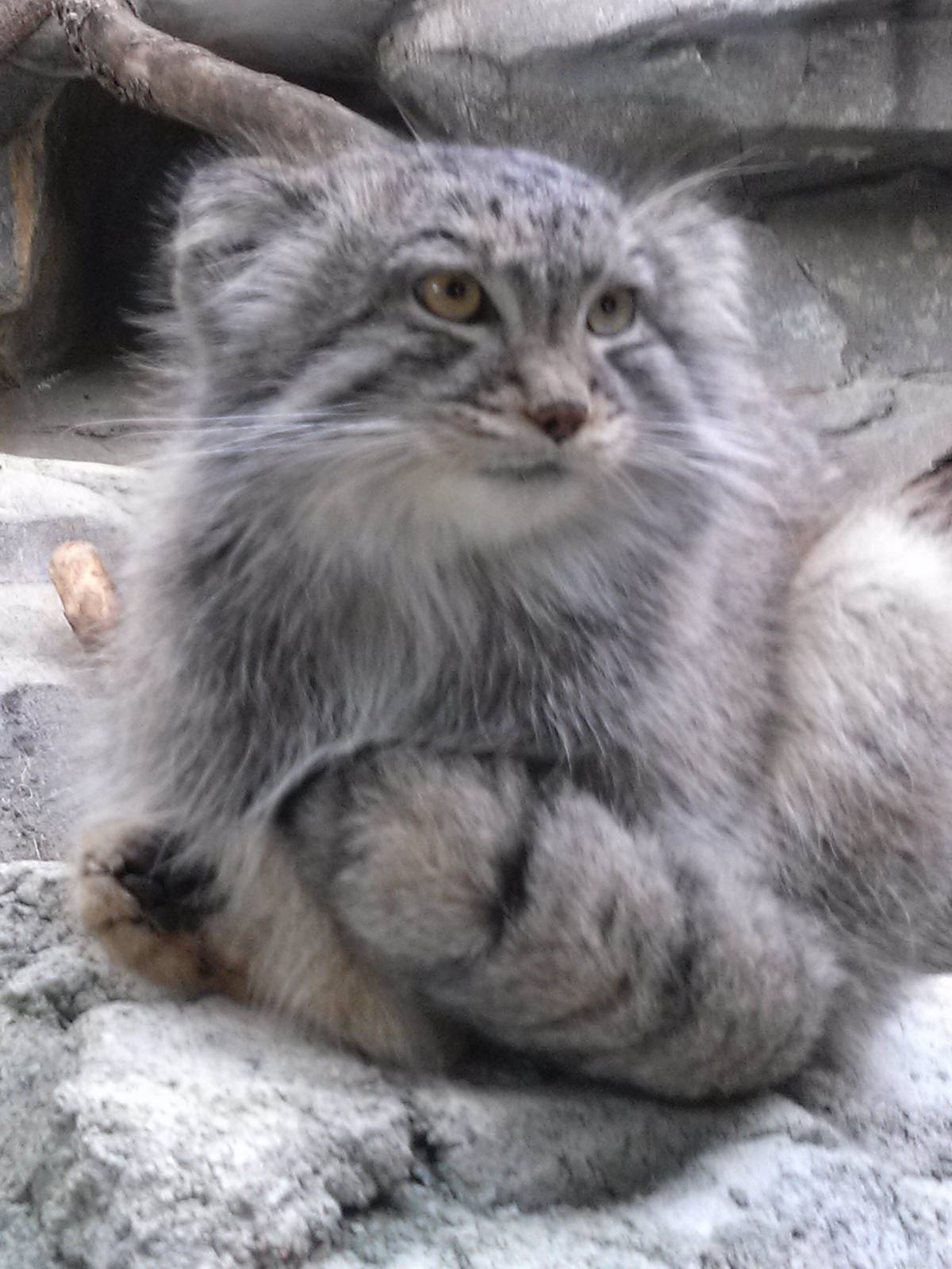Pallas Cat