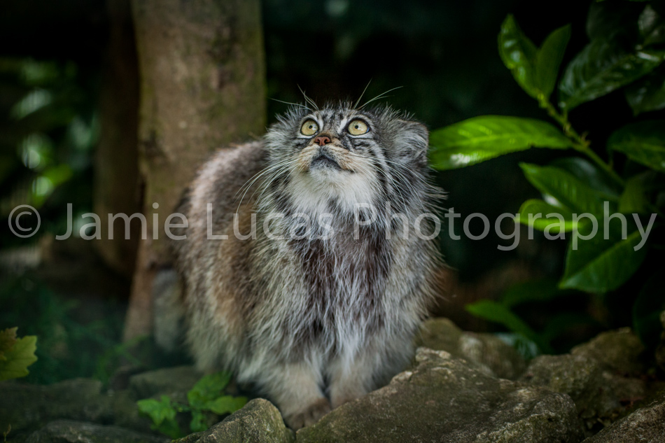 Pallas Cat