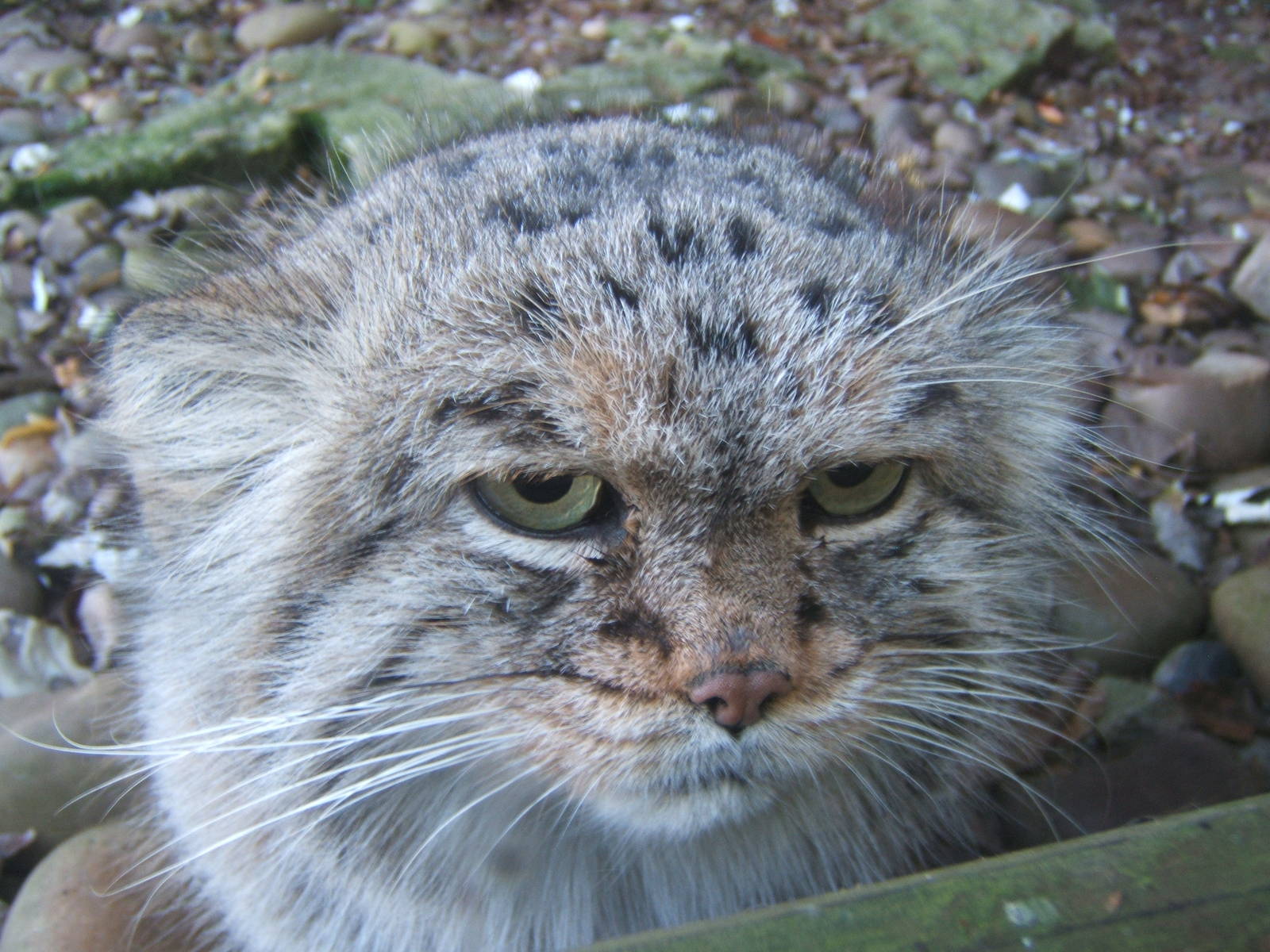 Pallas Cat