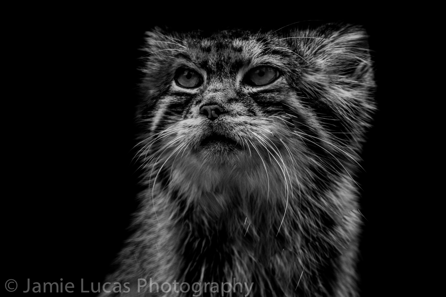 Pallas Cat