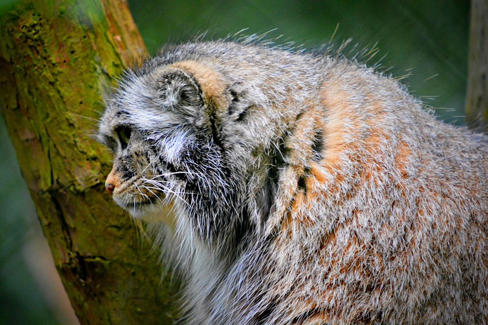 Pallas Cat
