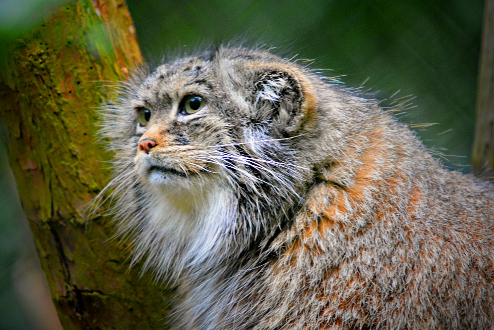 Pallas Cat