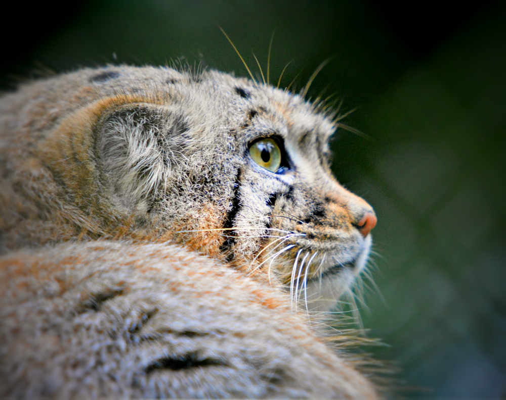 Pallas Cat