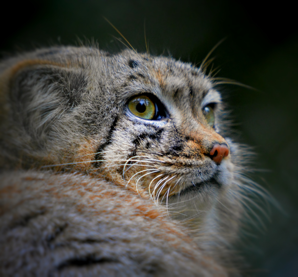 Pallas Cat