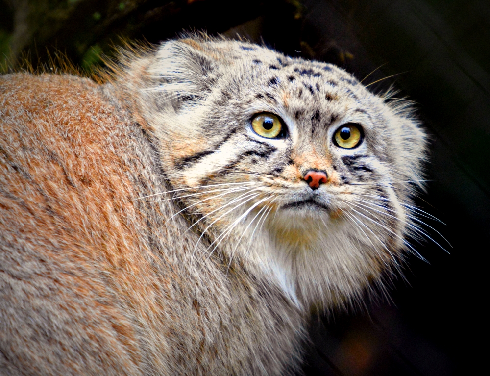 Pallas Cat
