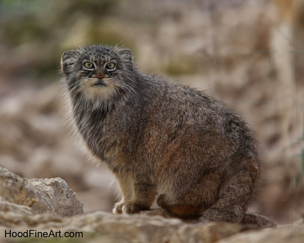 pallas cat