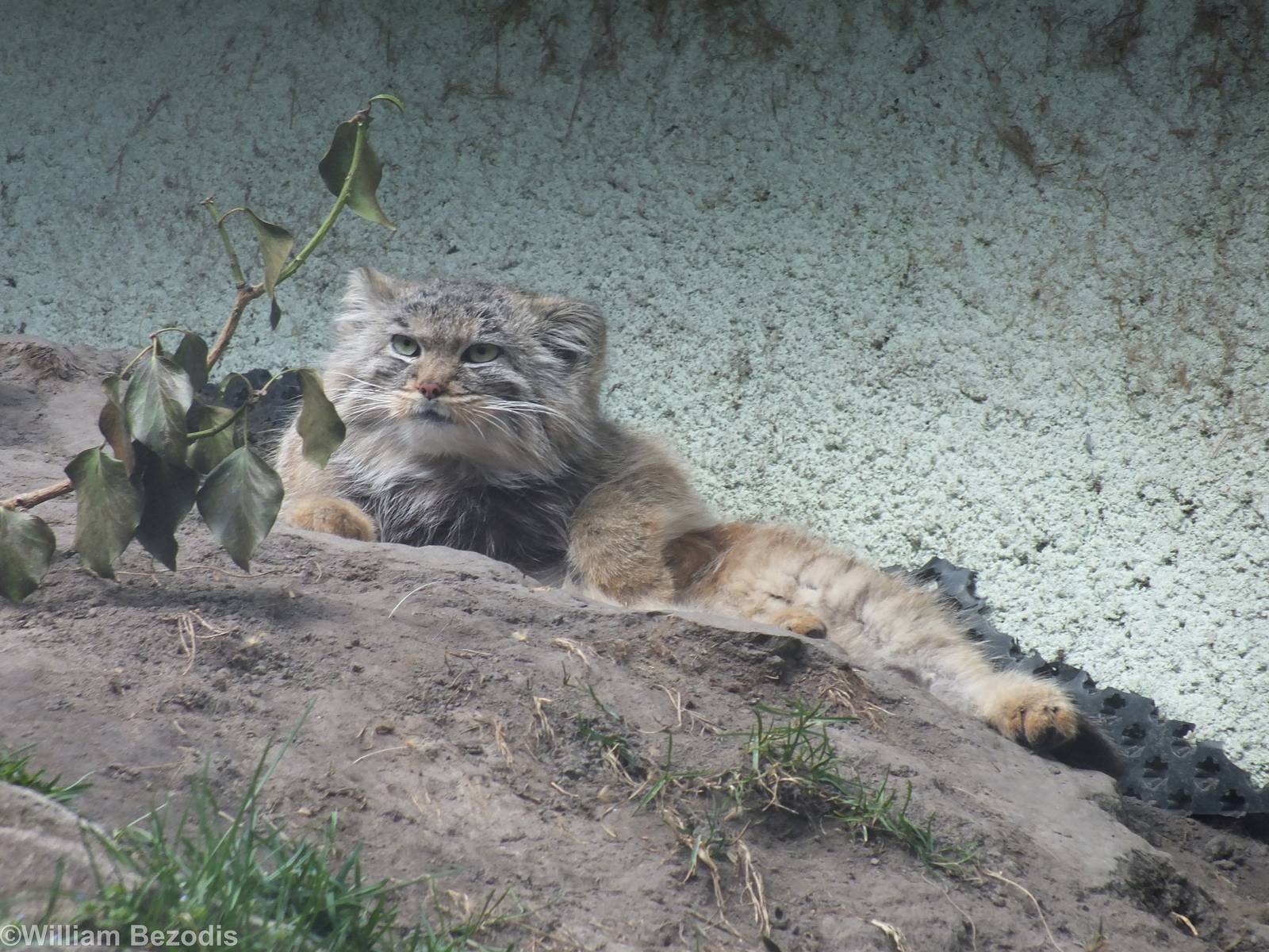 Pallas Cat