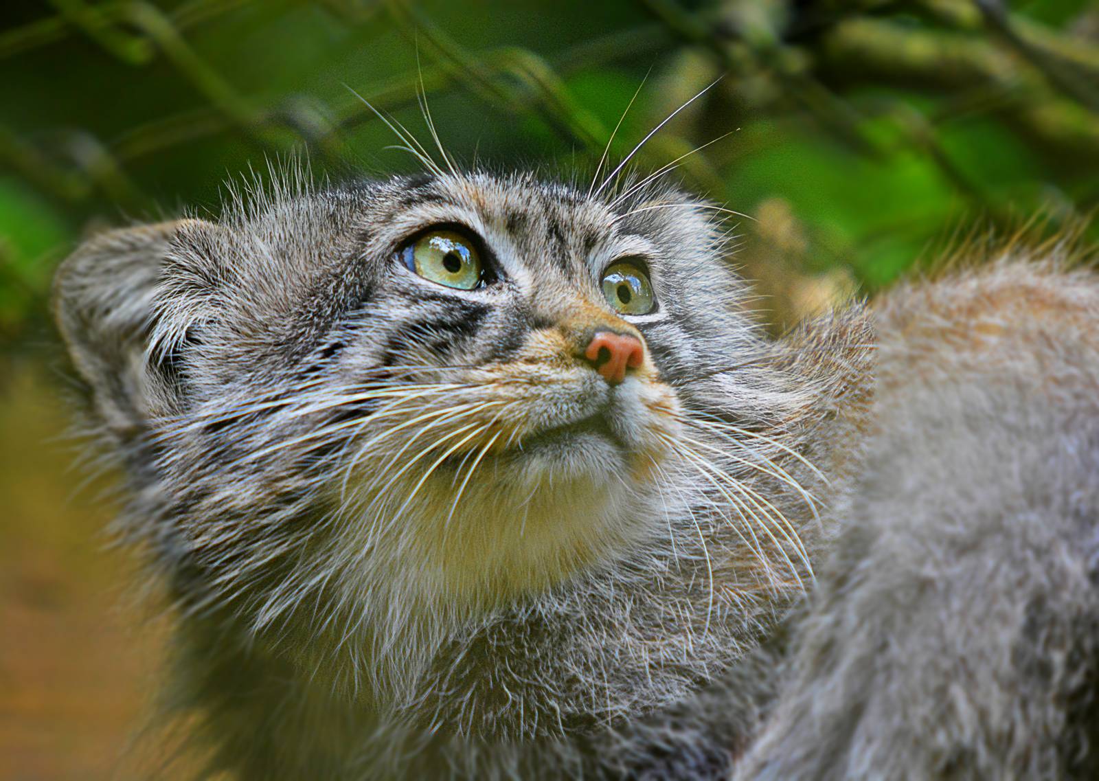 PALLAS CAT