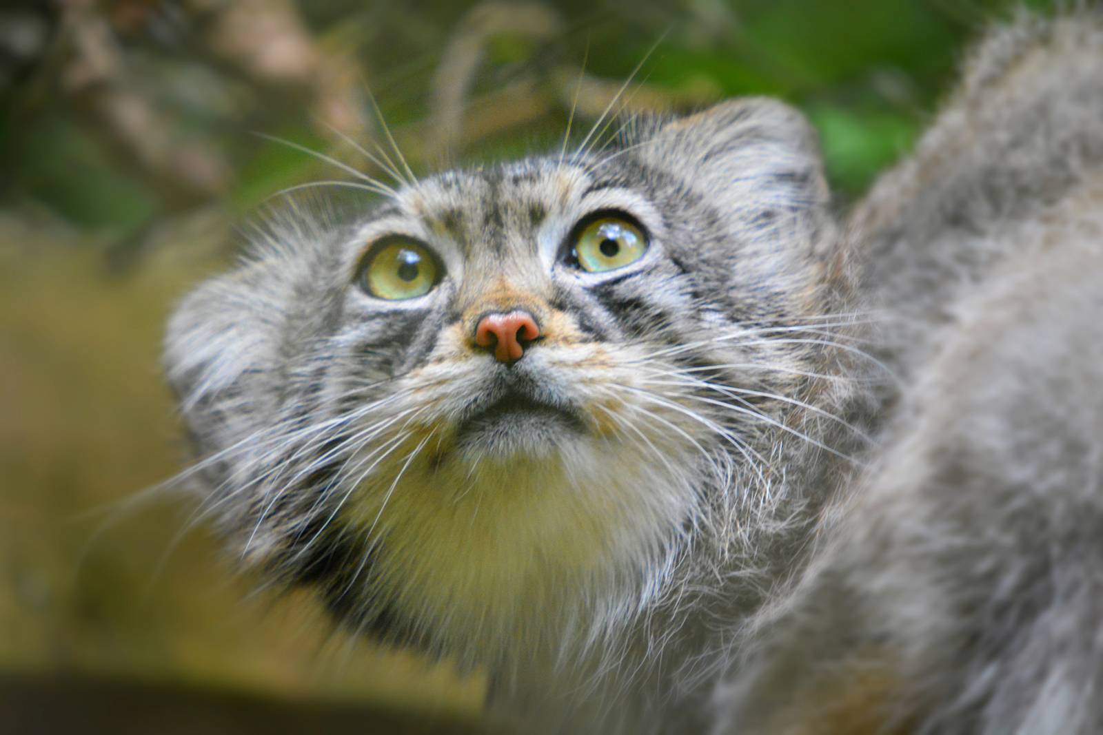 PALLAS CAT