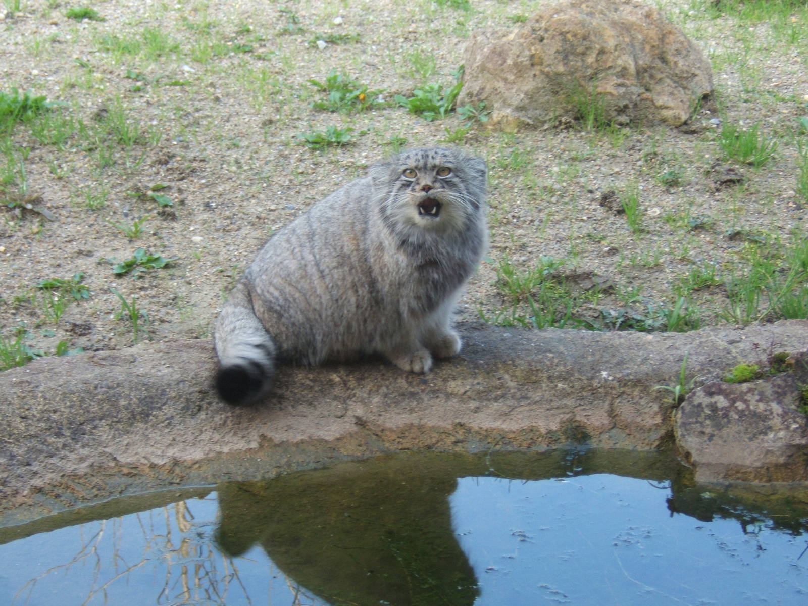 Pallas Cat