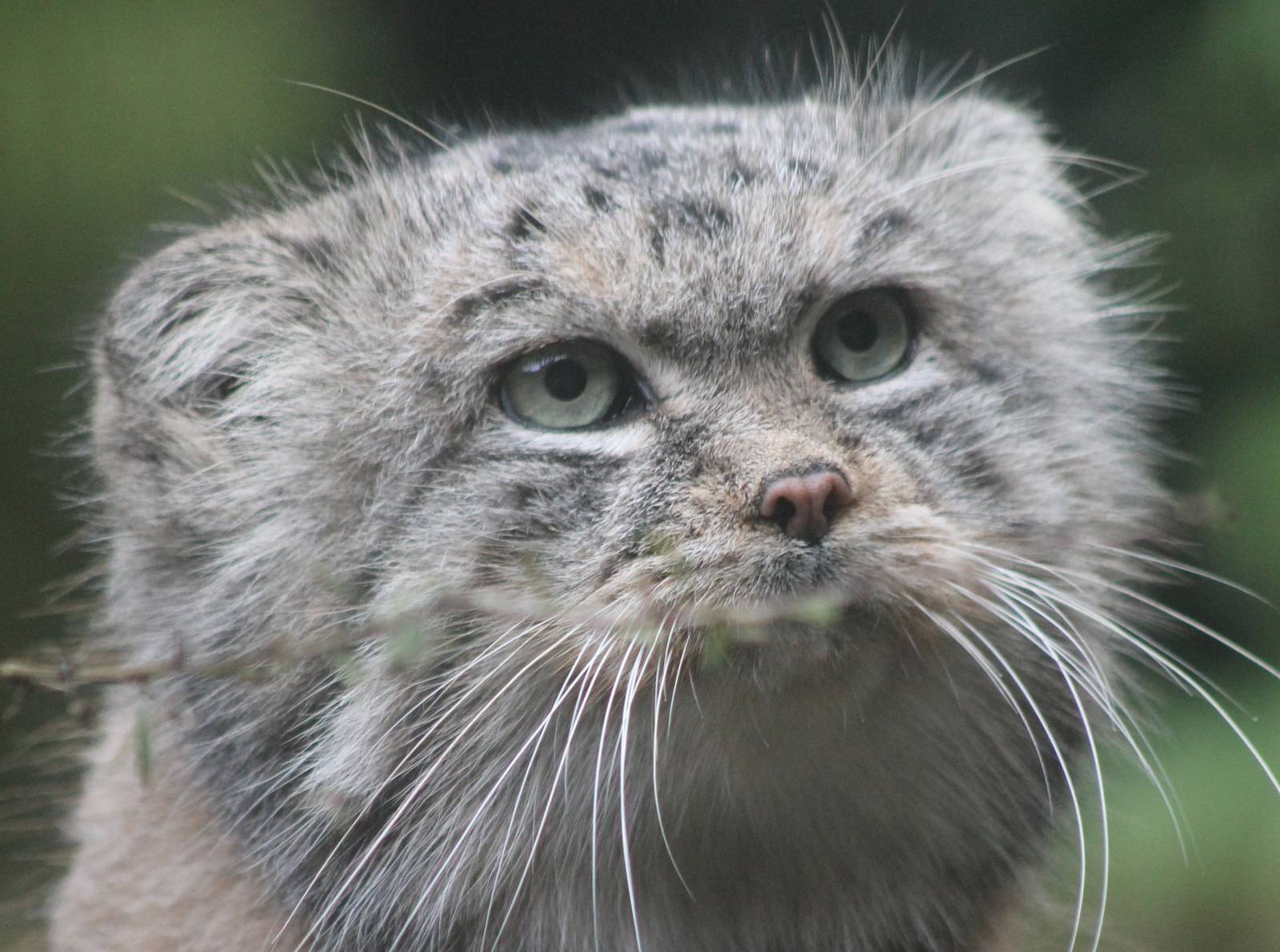 Pallas cat