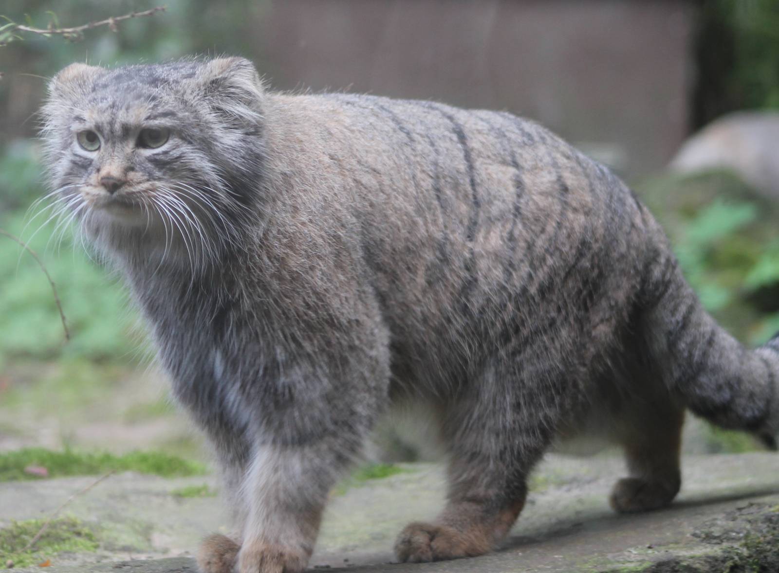 Pallas cat