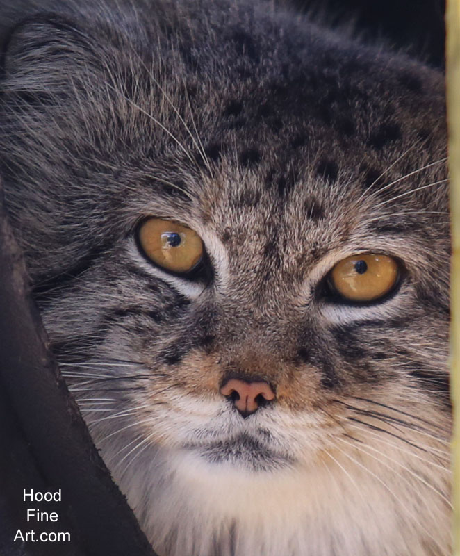 Pallas Cat