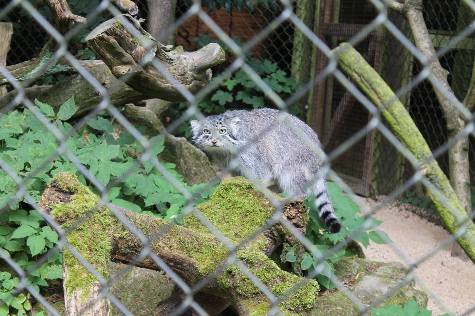 Pallas Cat
