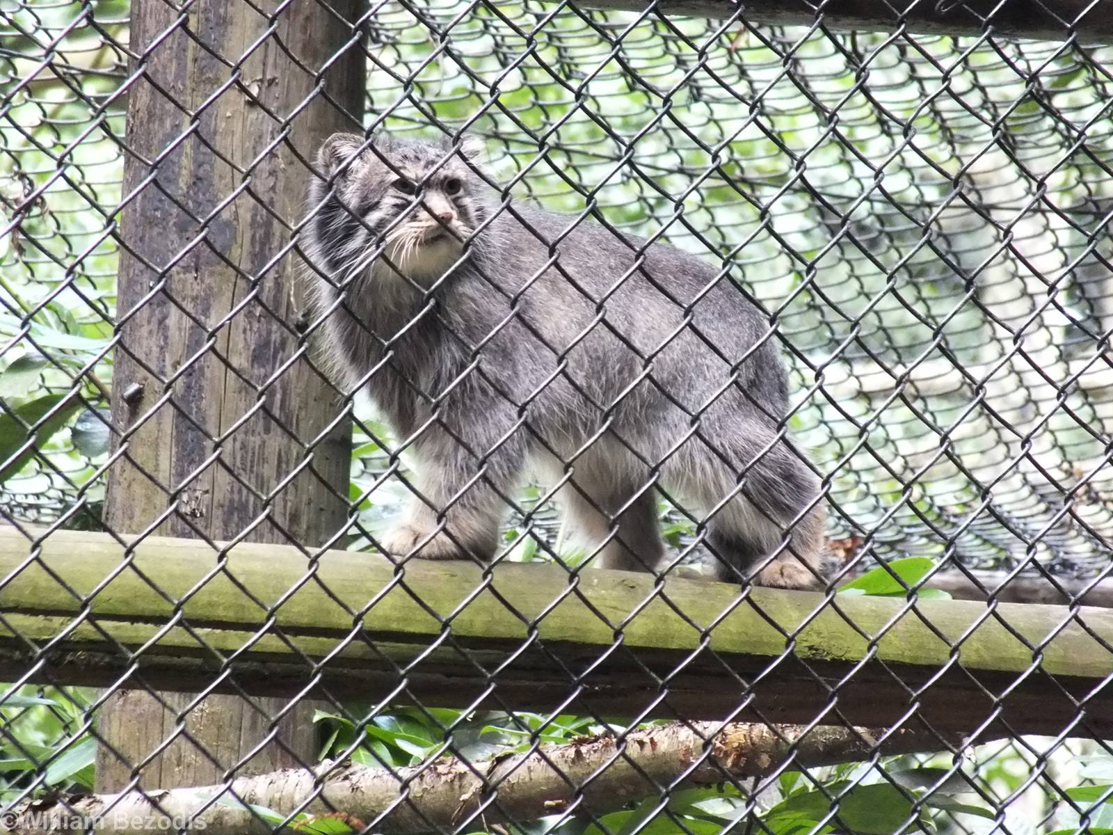 Pallas' Cat