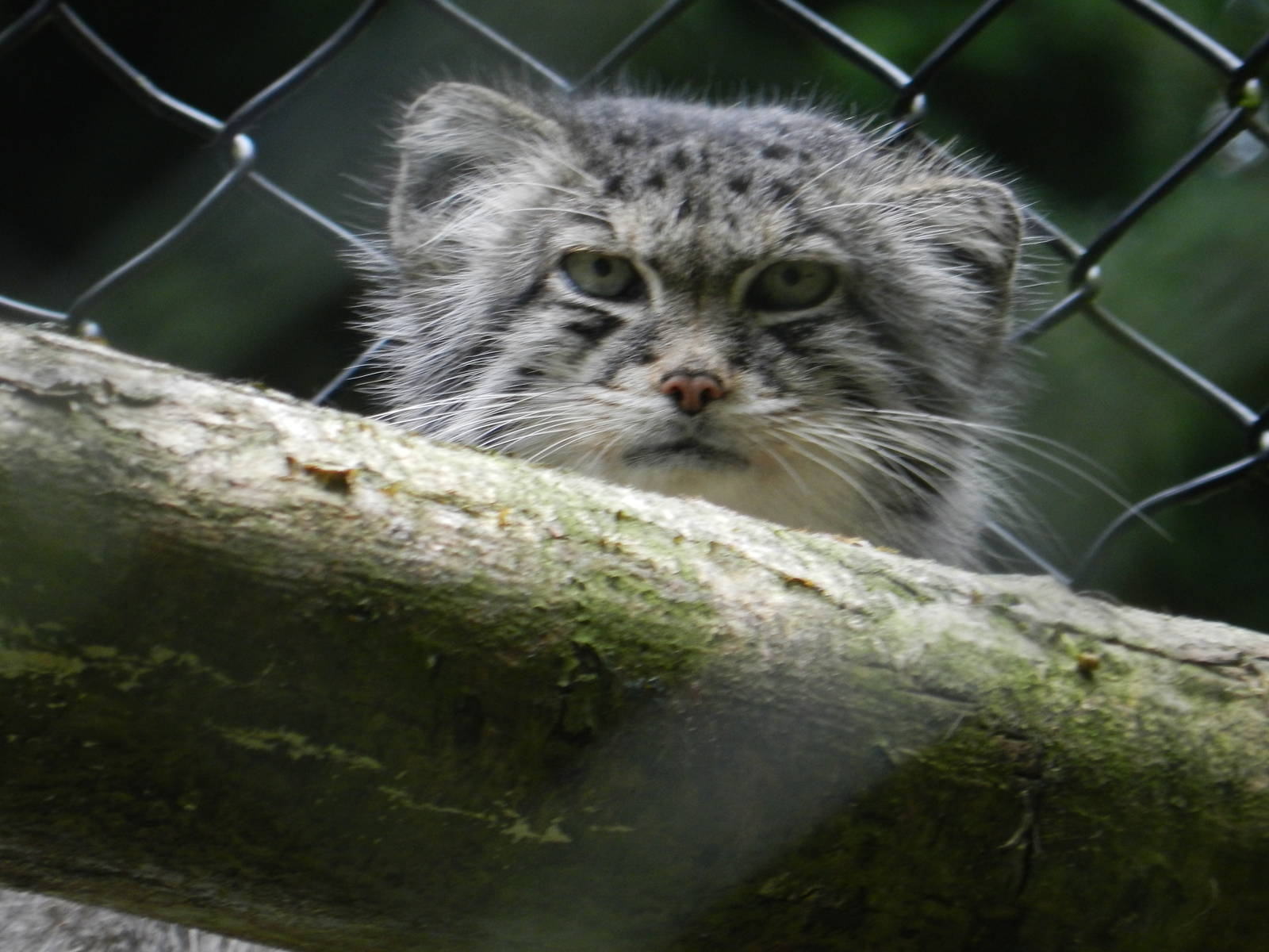 Pallas Cat