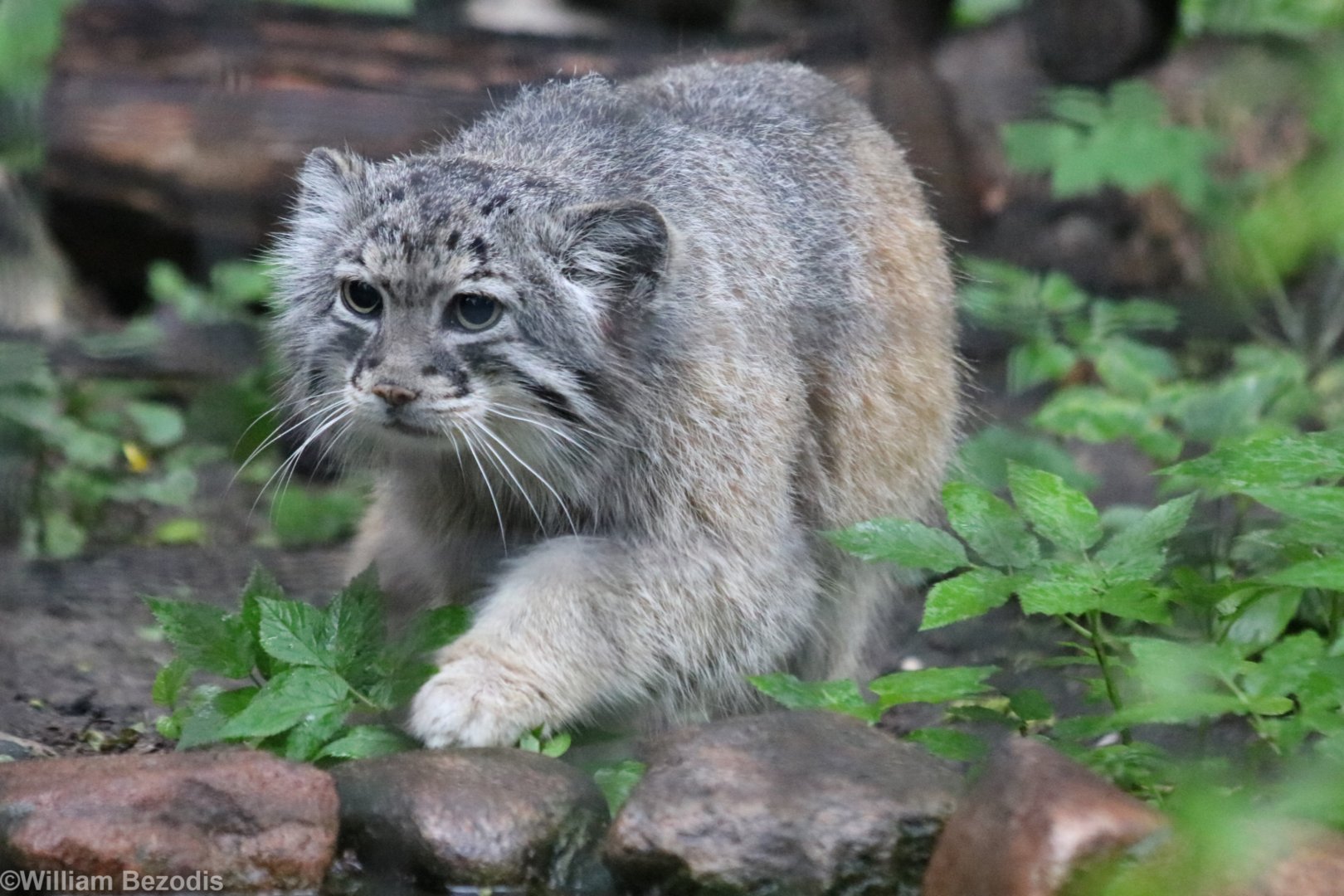 Pallas' Cat