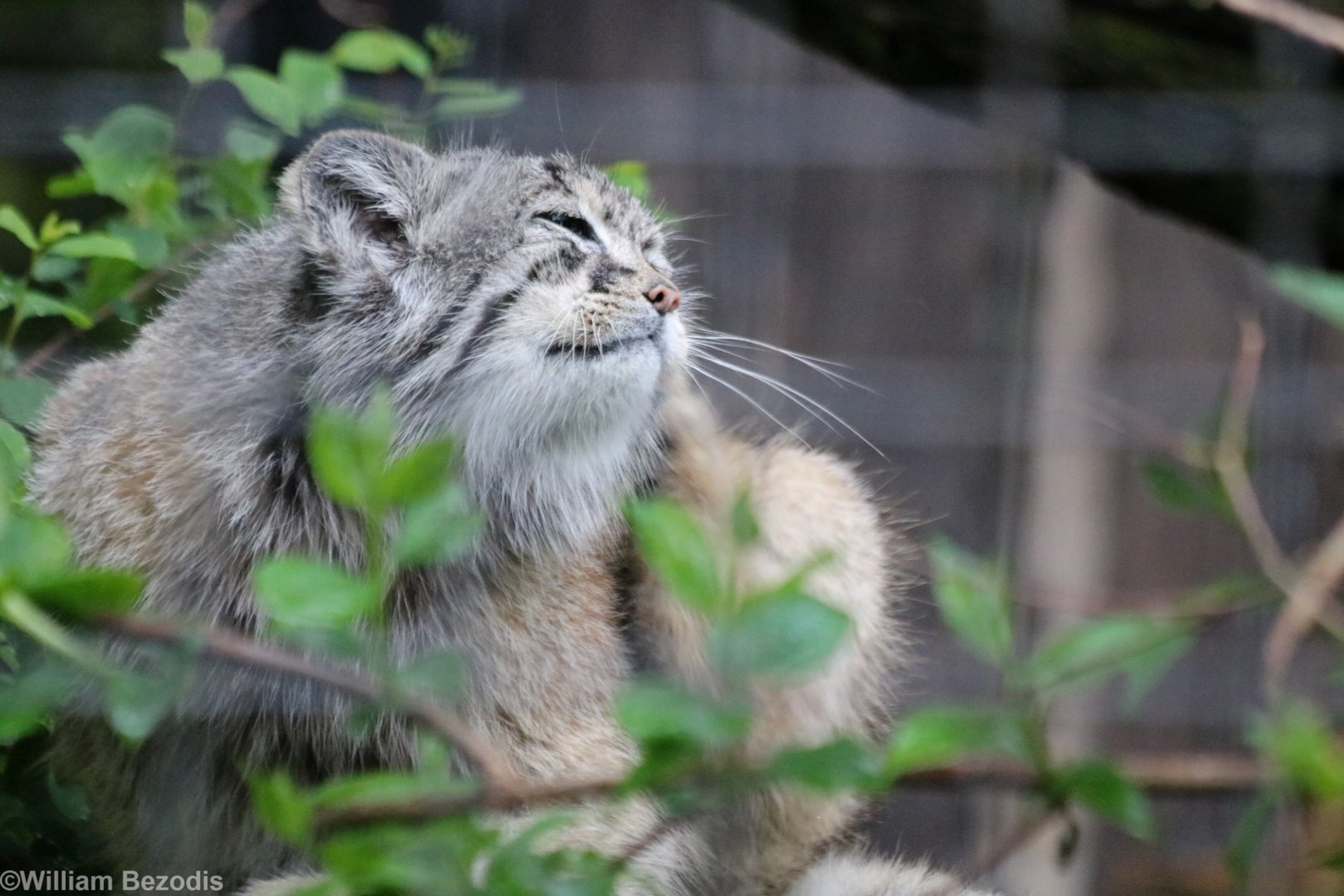 Pallas' Cat