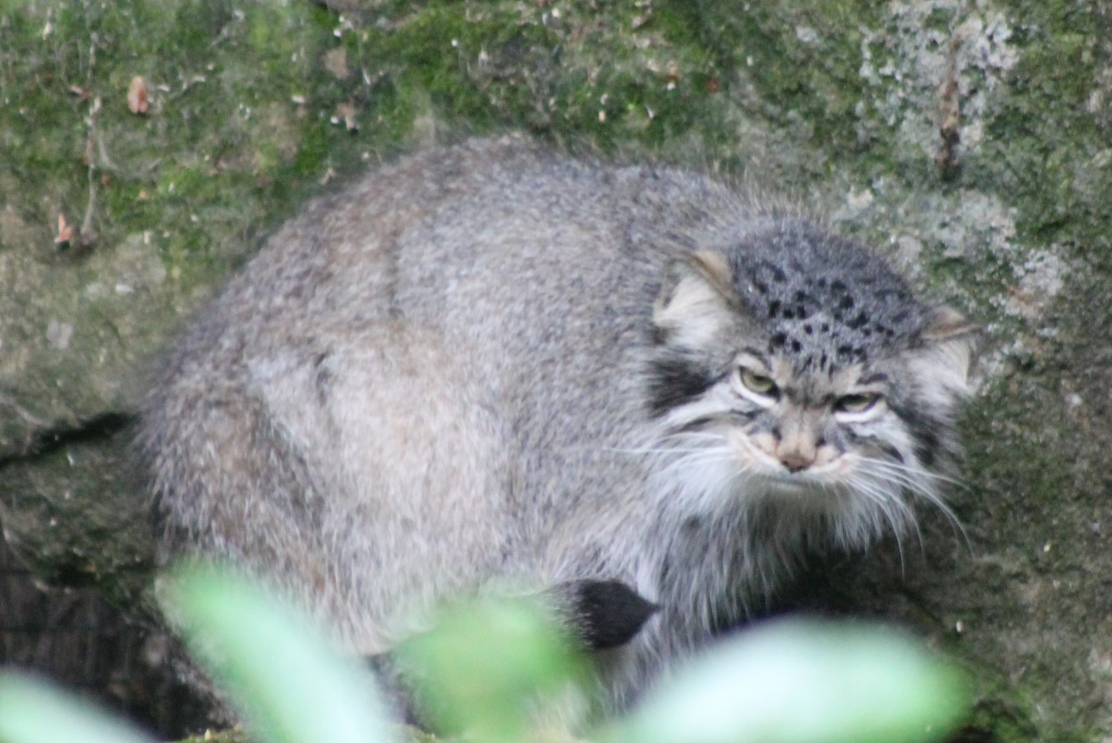 Pallas cat
