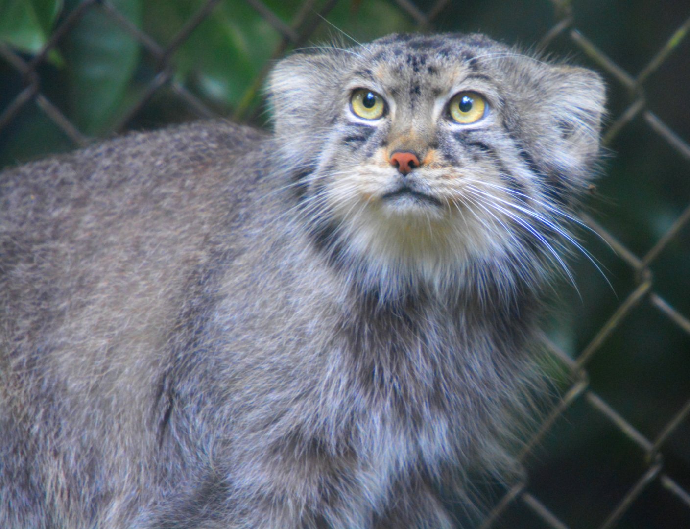 Pallas Cat