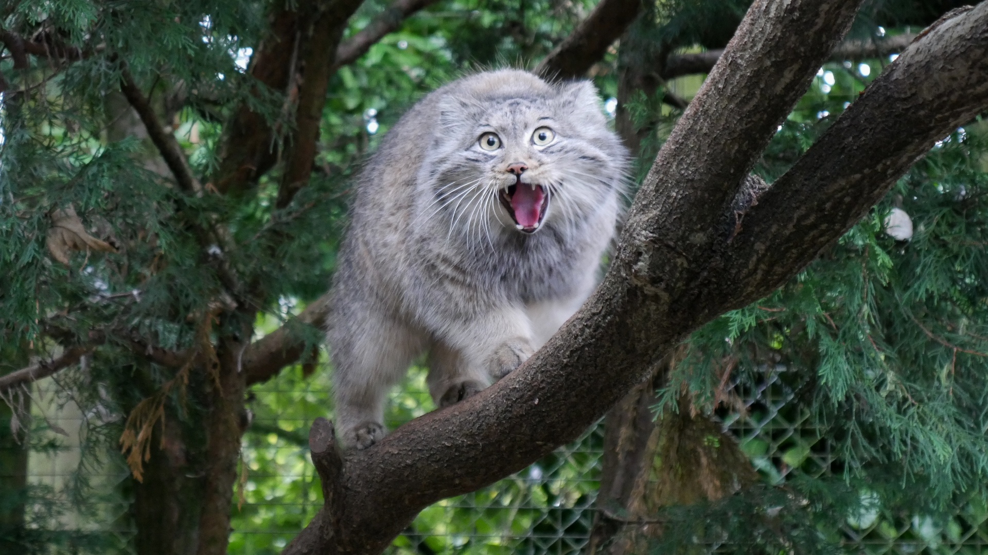 Pallas Cat
