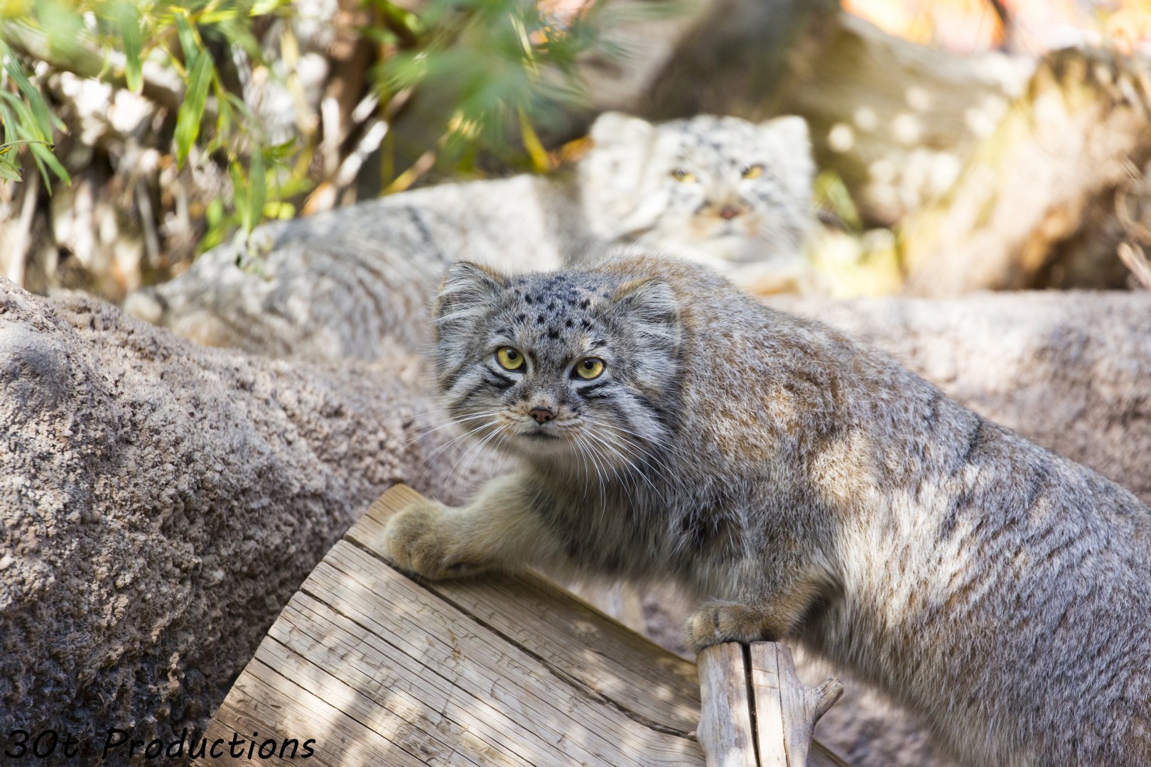 Pallas Cat
