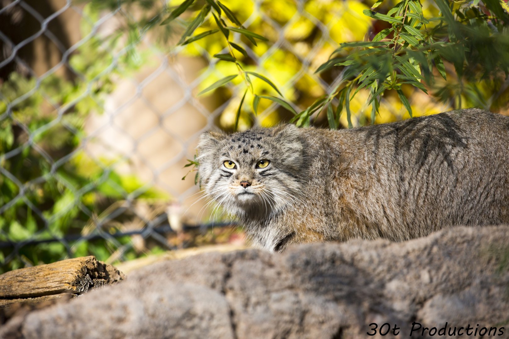Pallas Cat