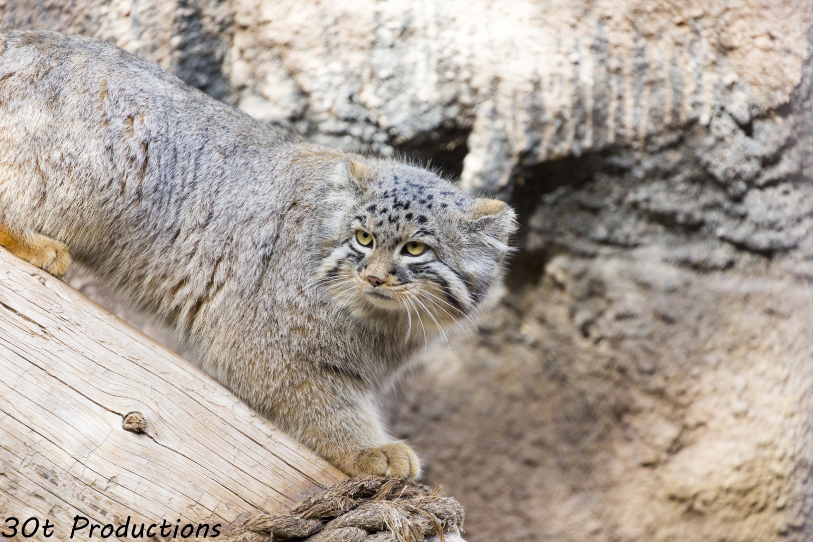 Pallas Cat