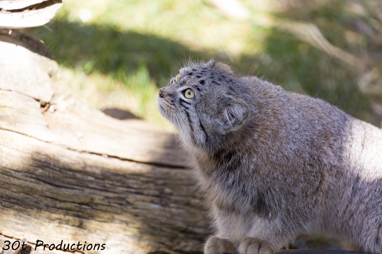 Pallas Cat