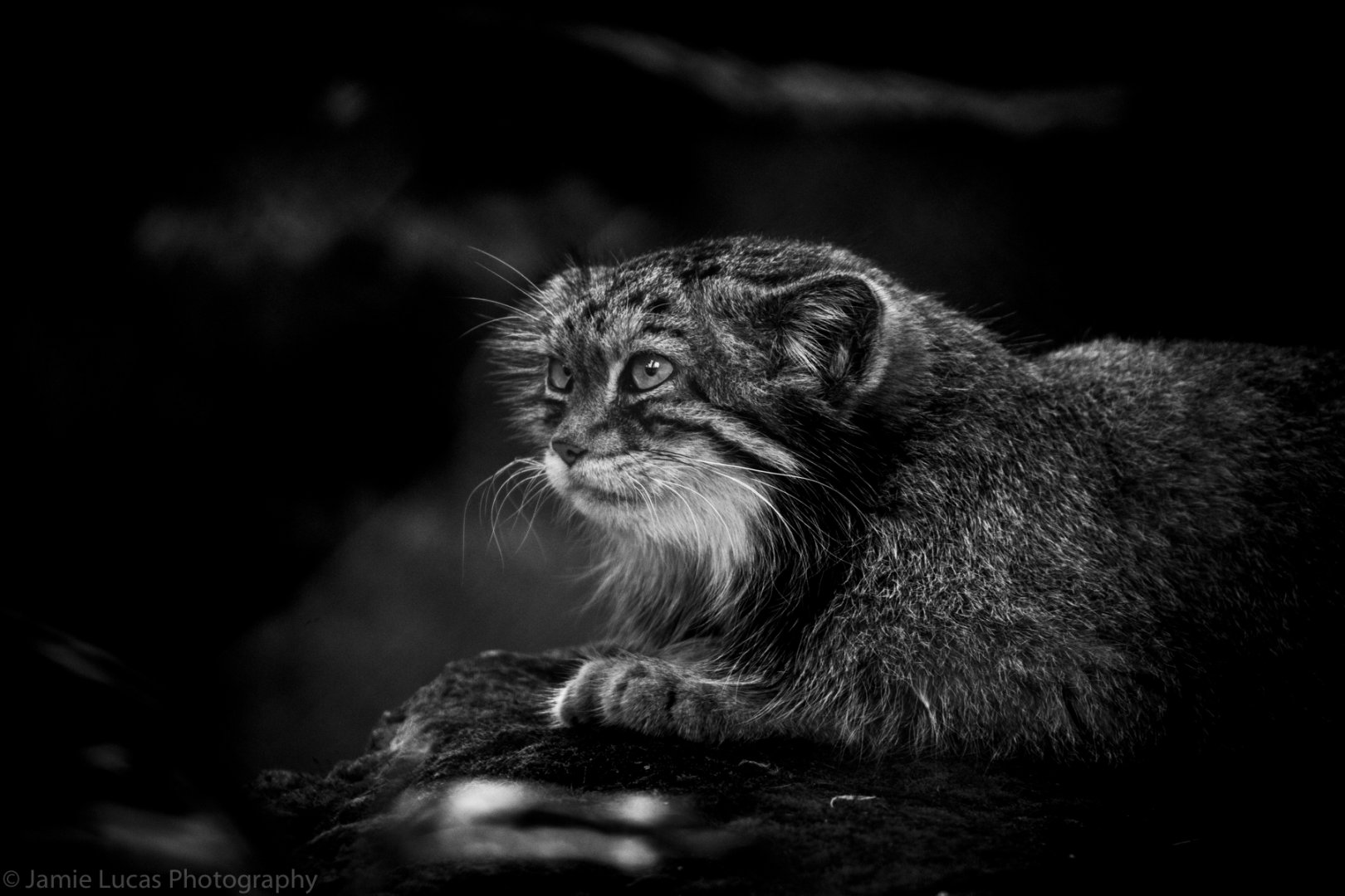 Pallas Cat
