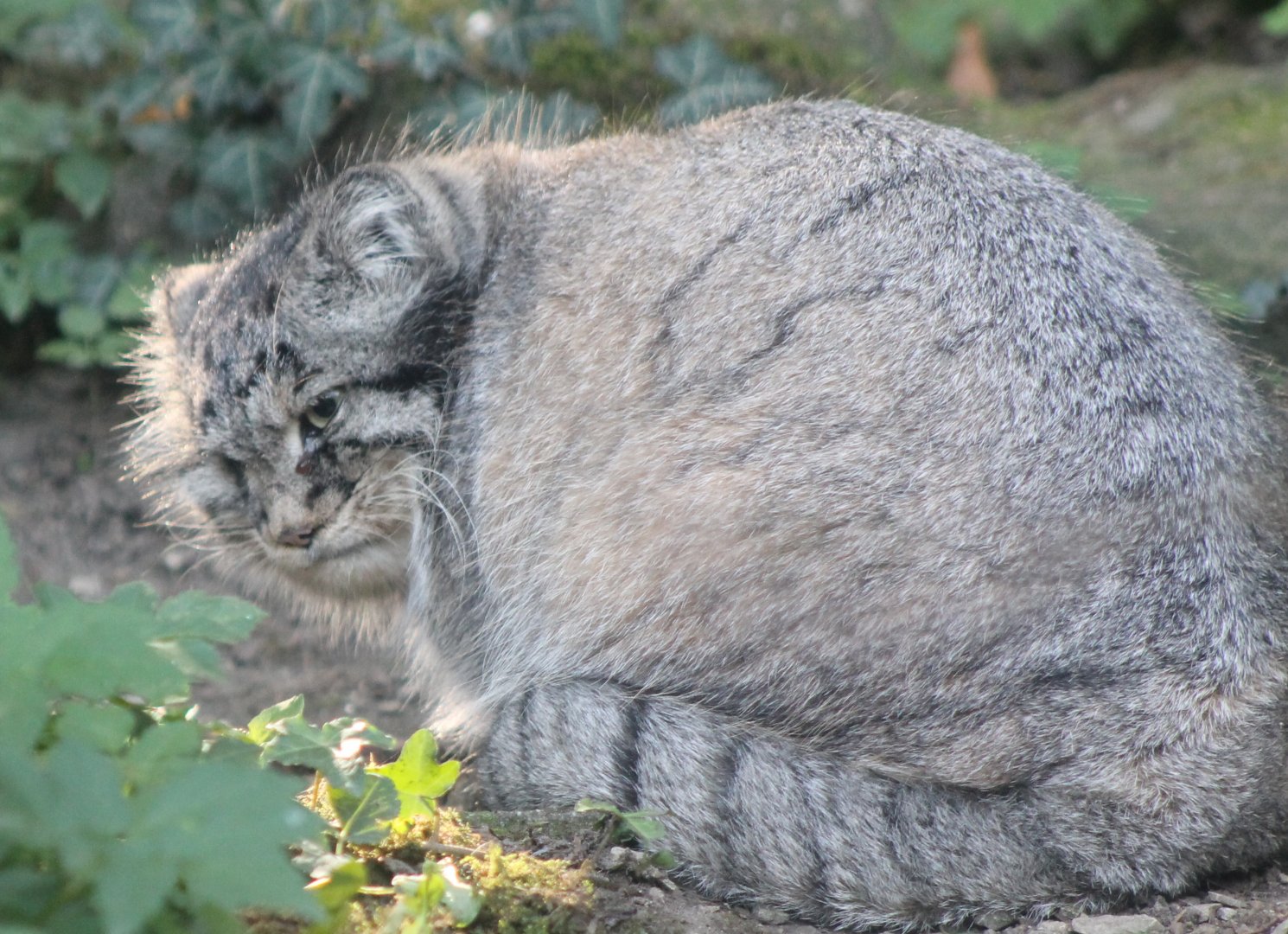 Pallas cat