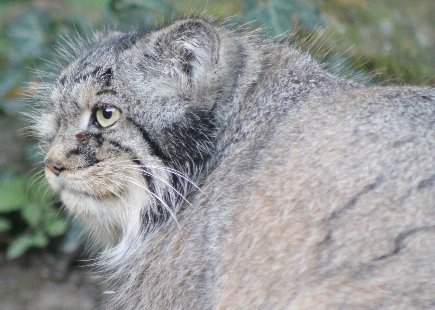 Pallas cat