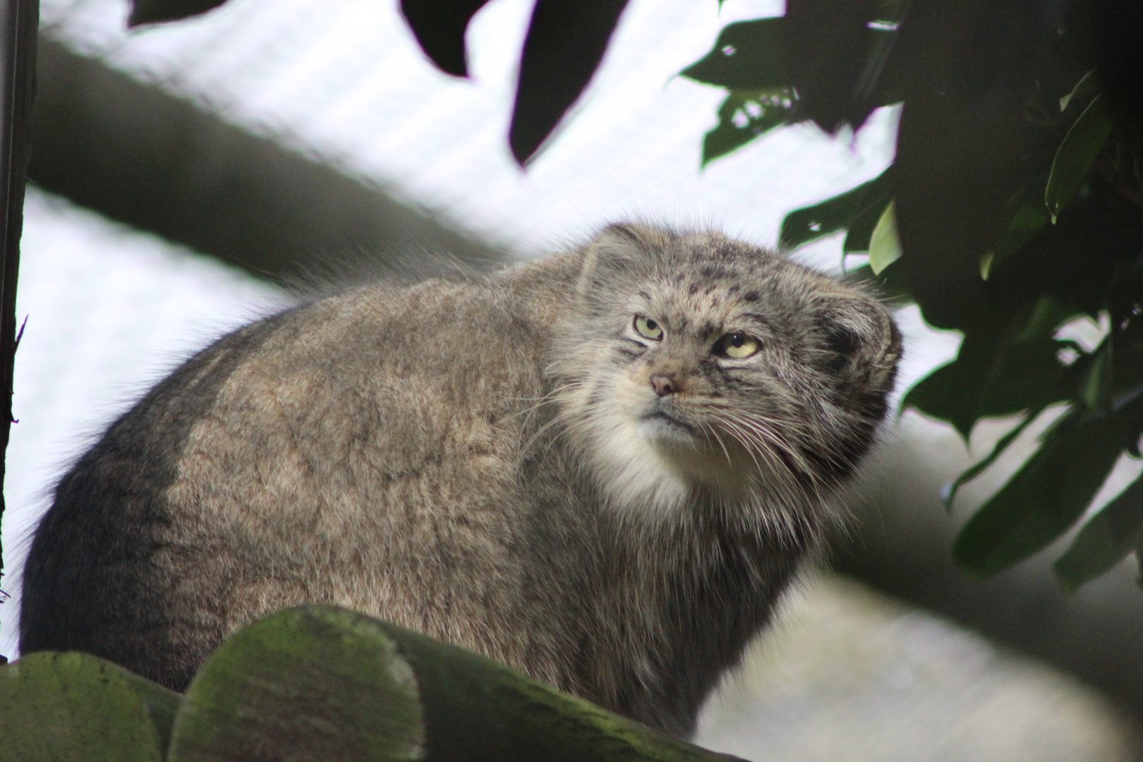 Pallas Cat