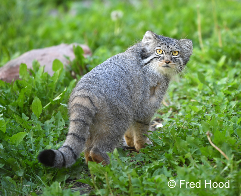 pallas cat