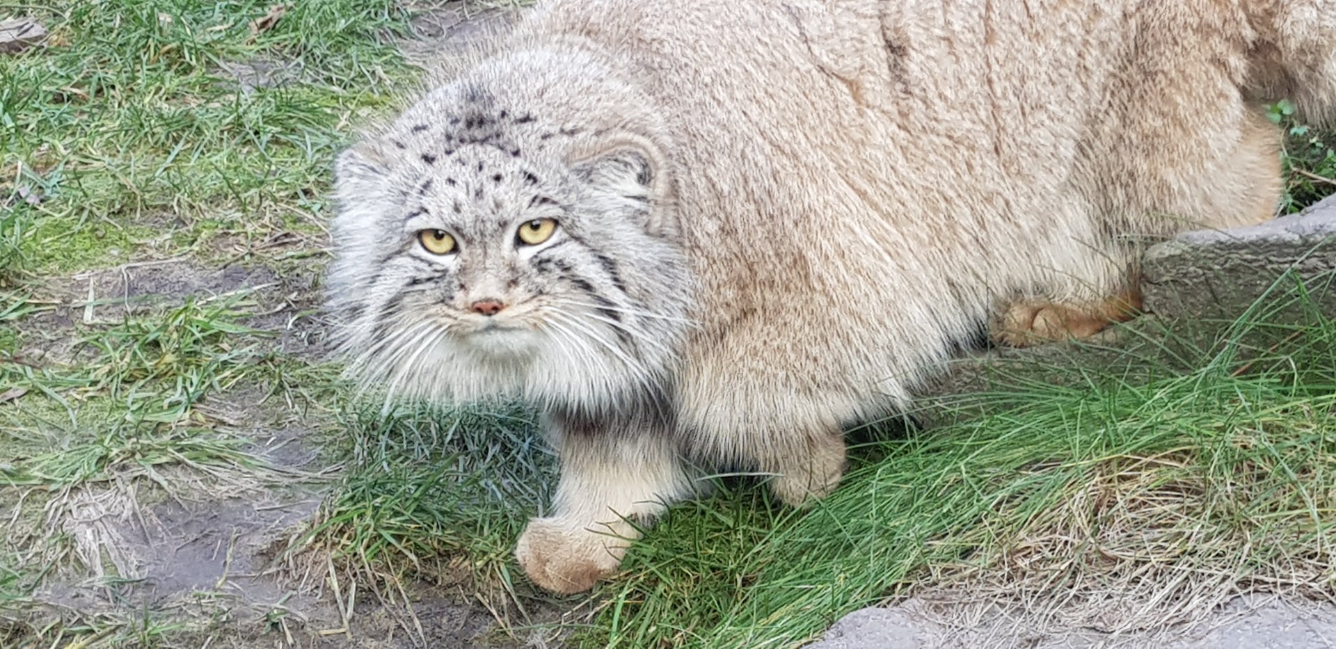 Pallas cat