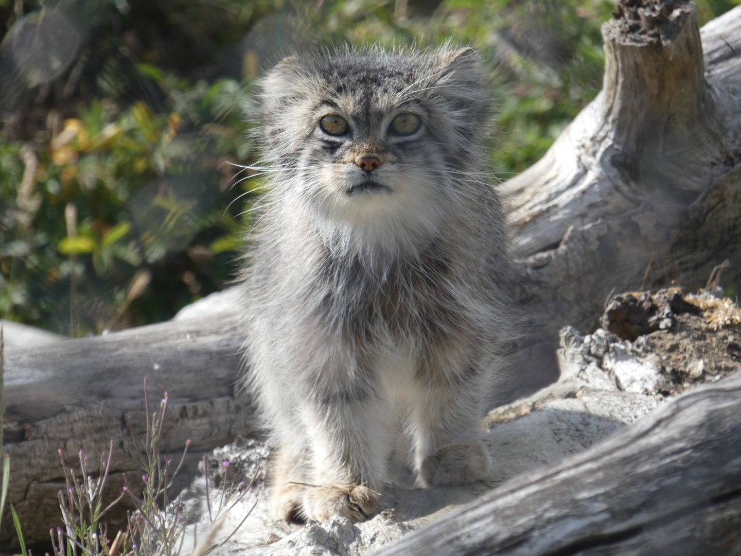Pallas' Cat