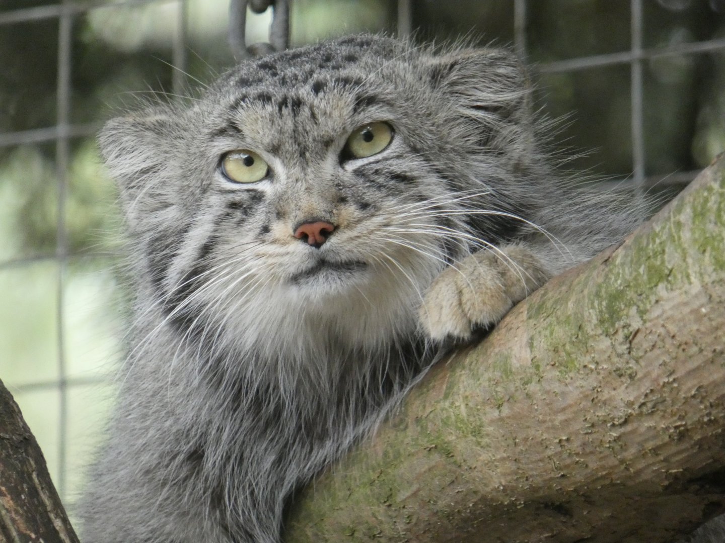 Pallas cat