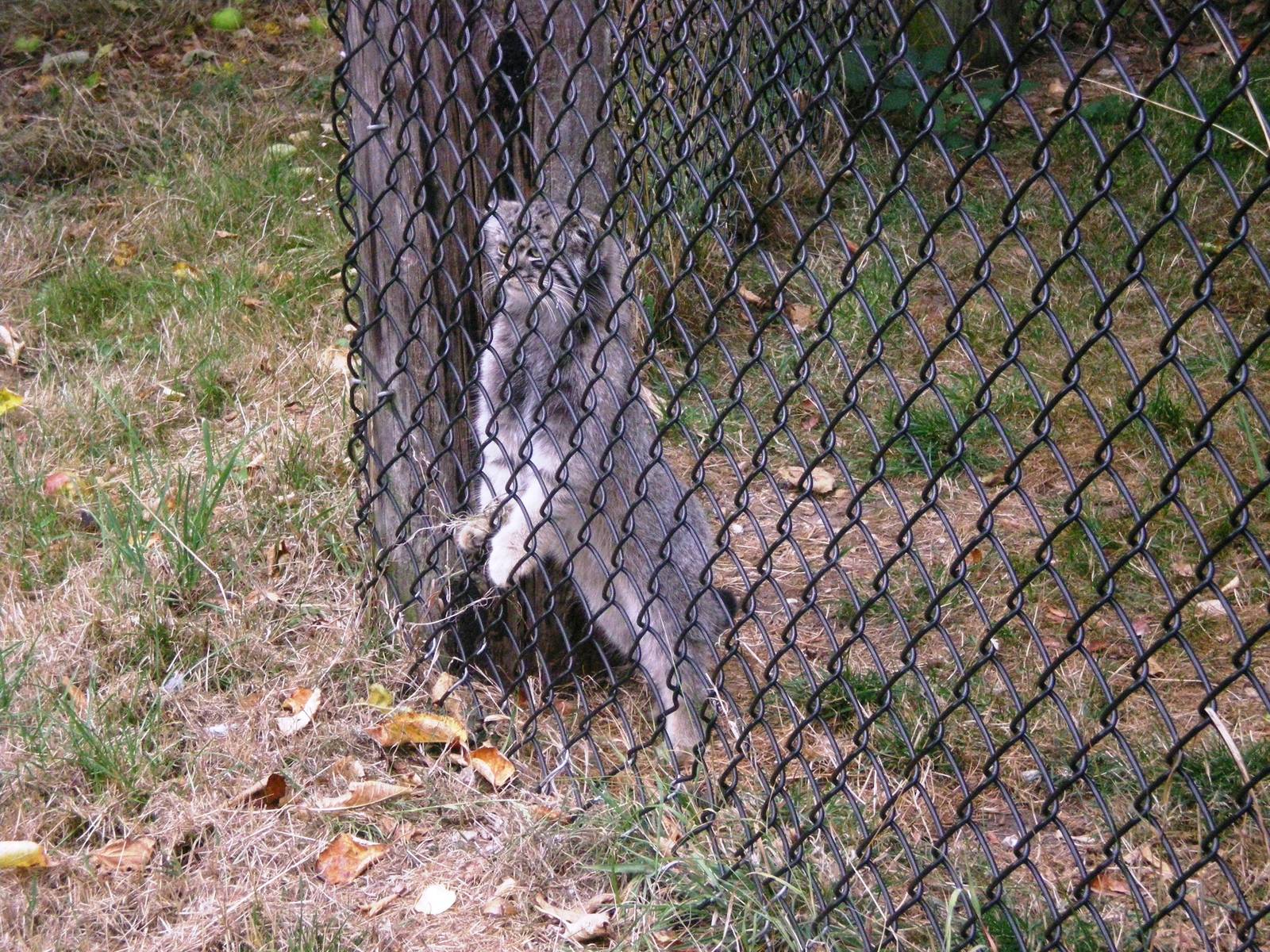 Pallas Cat
