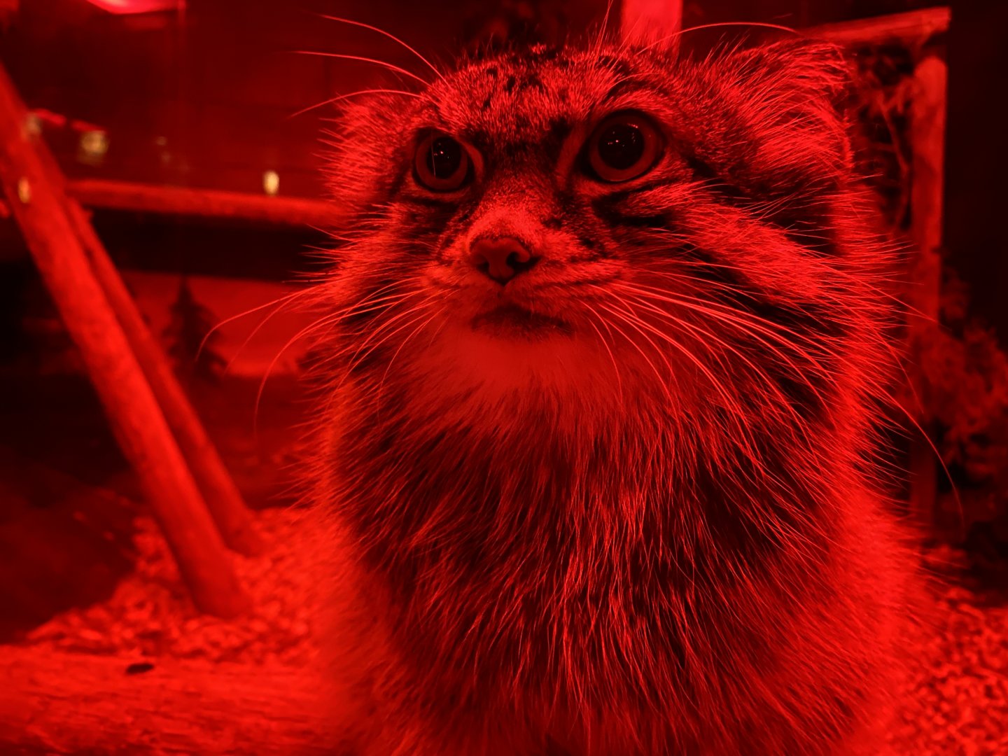 Pallas Cat